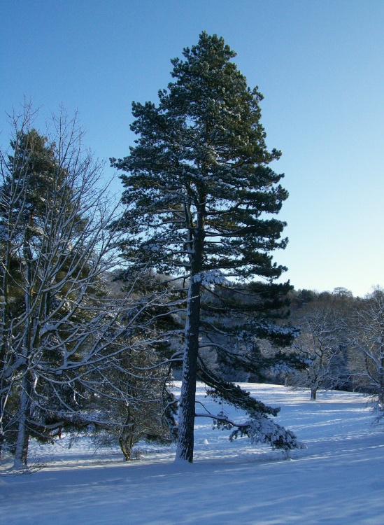 Bishops Park, Bishop Auckland, Durham 6th jan 2010