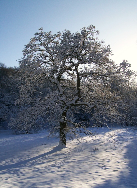 Bishops Park, Bishop Auckland, Durham 6th Jan 2010