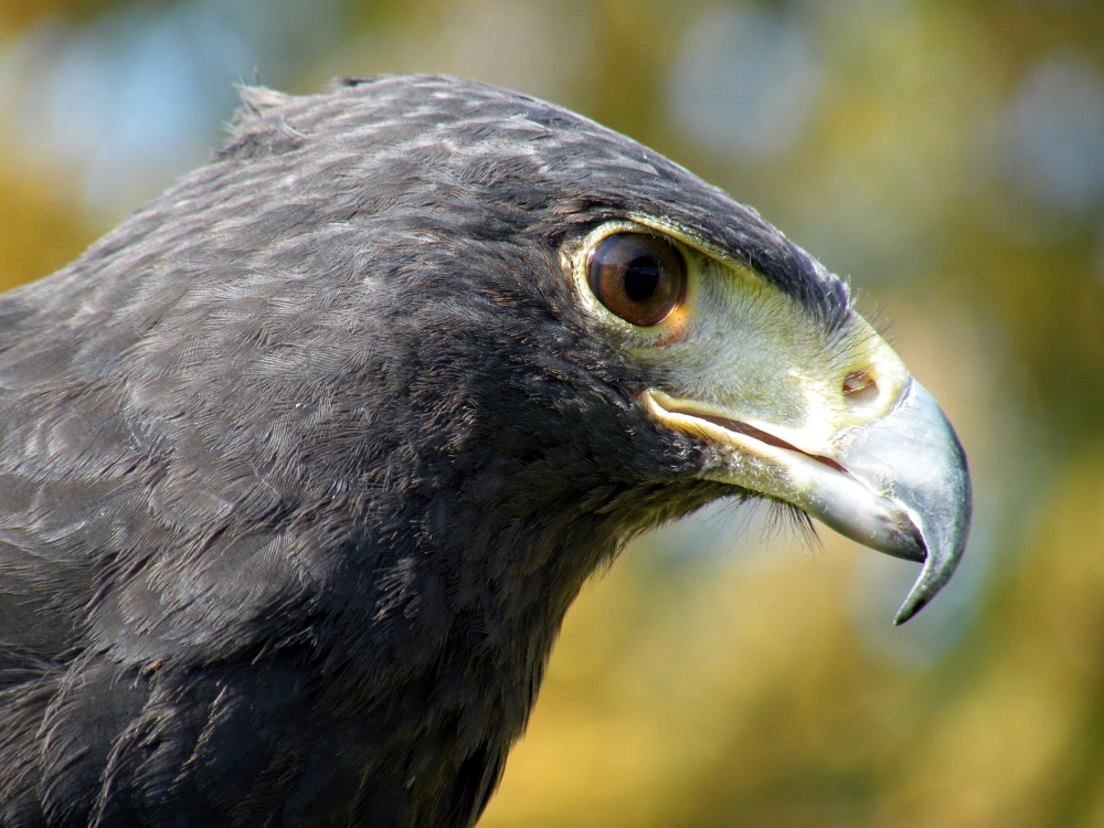 Bird day at the infant school