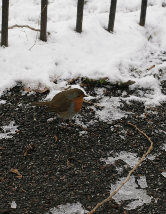 The local robin