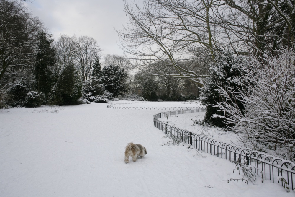Sniffing out the snow
