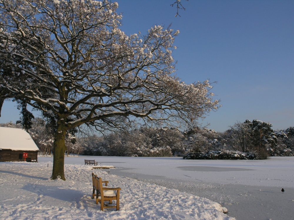Photograph of Jan 2010 - bird out for a stroll on the frozen lower lake