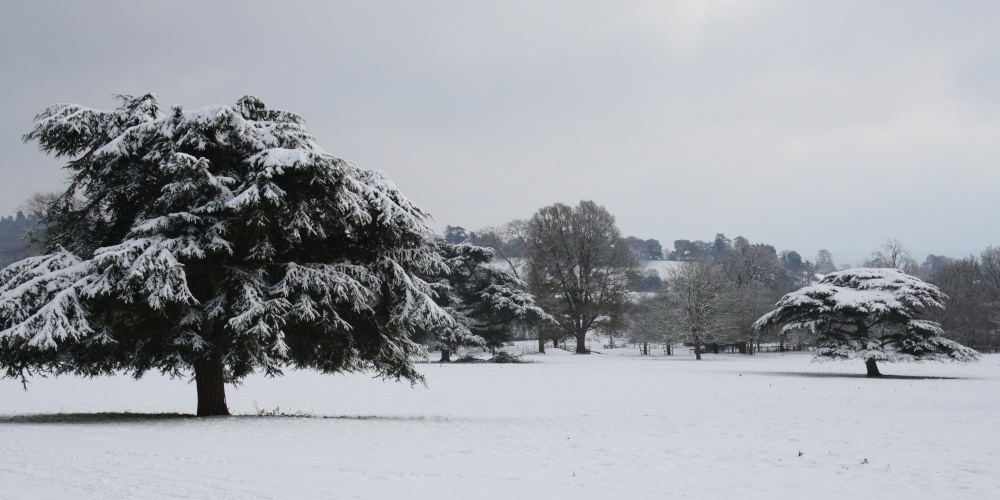 View of the tree's at Killerton