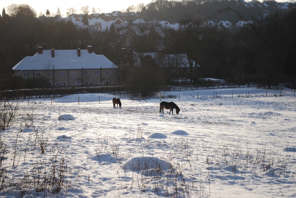 Nature Reserve near Saltwells Inn