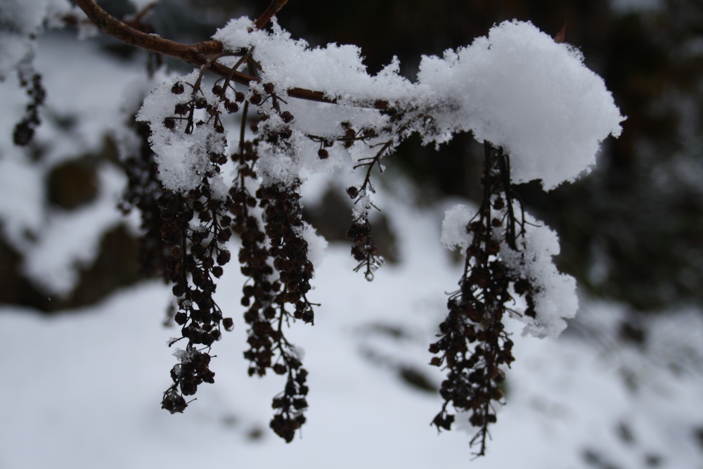 Dried foliage in the snow
