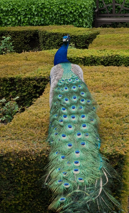 I Have a Tail for You