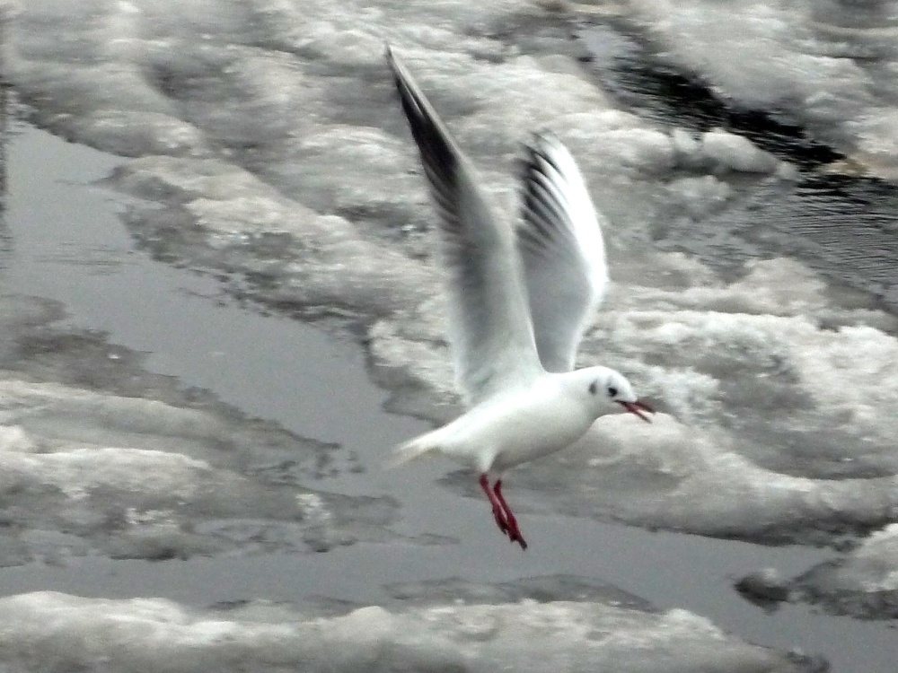 Photograph of Snow bird