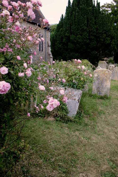 Roses in Churchyard
