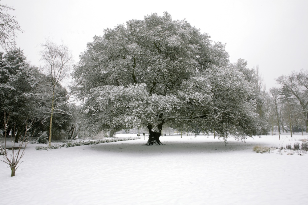 Winter wonderland 2010