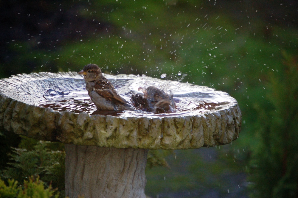 Sparrows taking a bath!