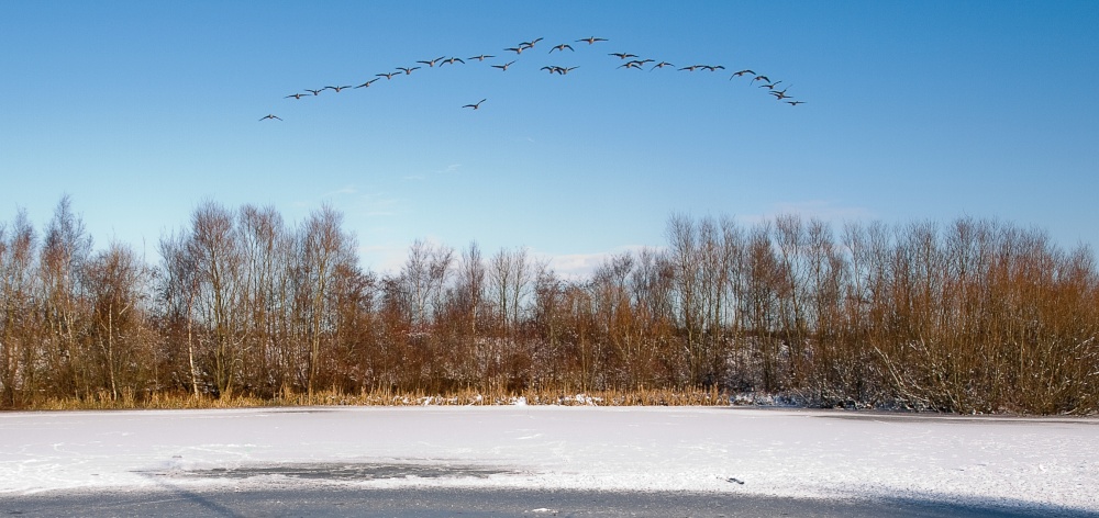 Photograph of Canada Geese