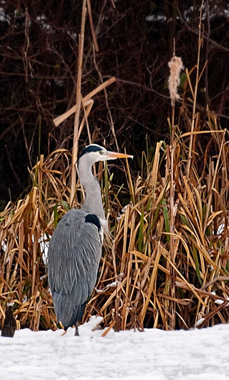 Heron in the snow