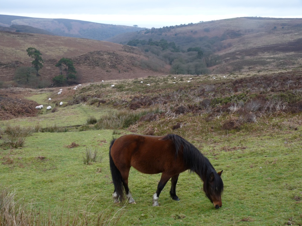 Quantock Hills