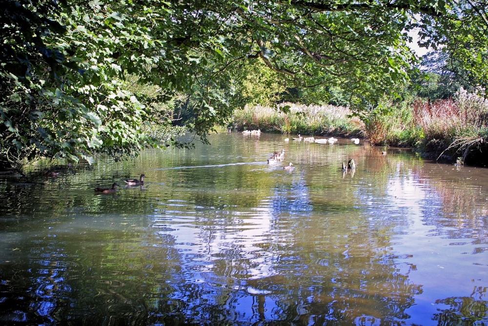 Photograph of Duck Pond
