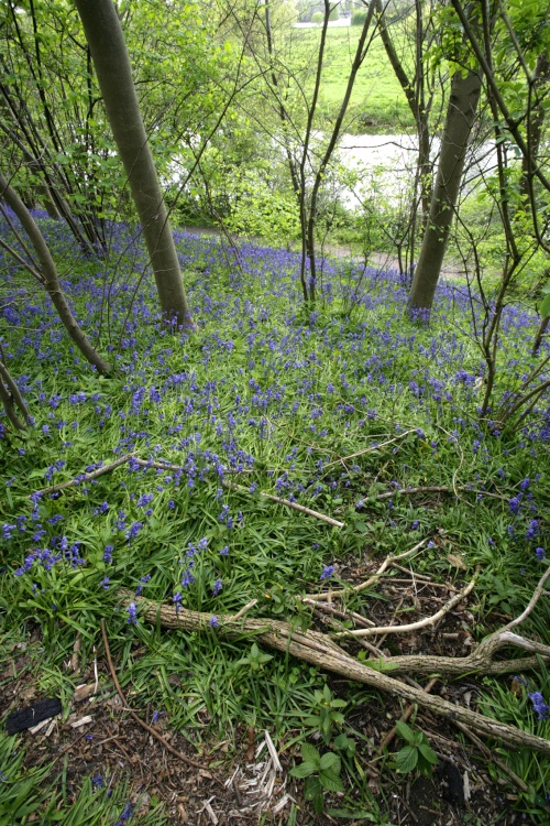 Bluebells