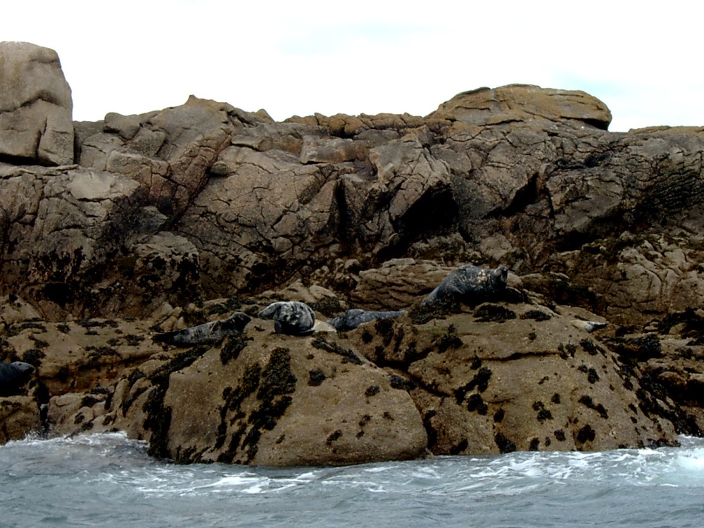 Grey Seals