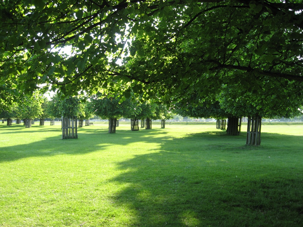 A view from the trees at Bushey Park