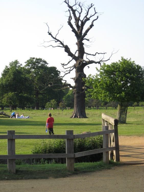 An Old Tree at Bushey Park