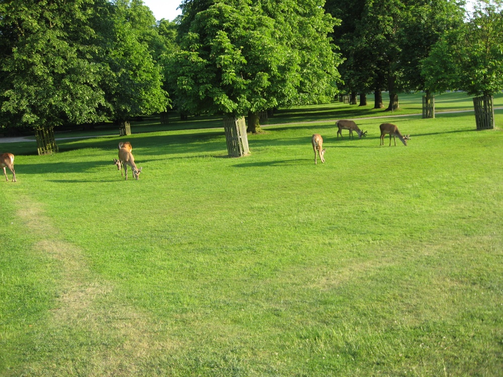 Deer at Bushey Park