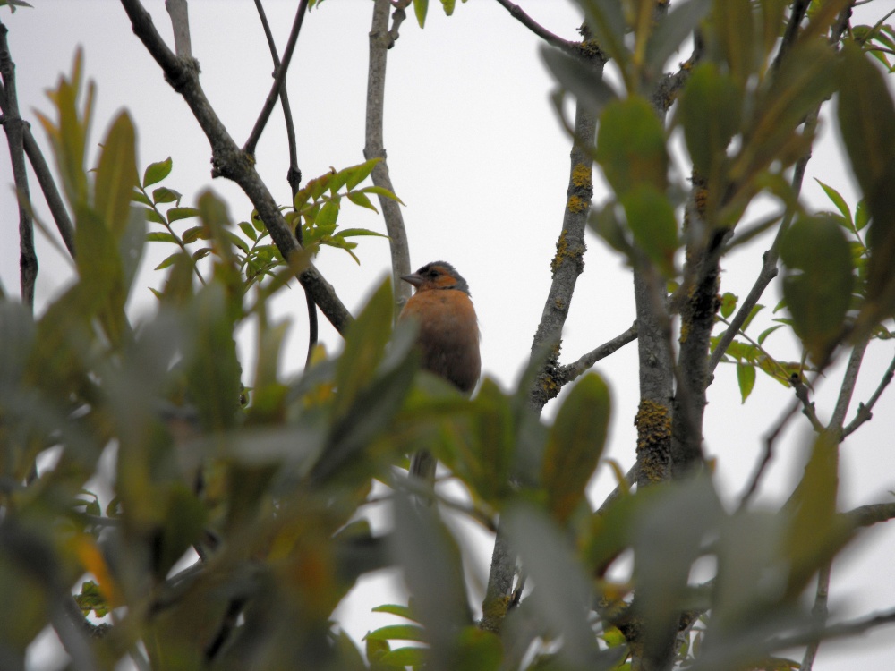 Chaffinch