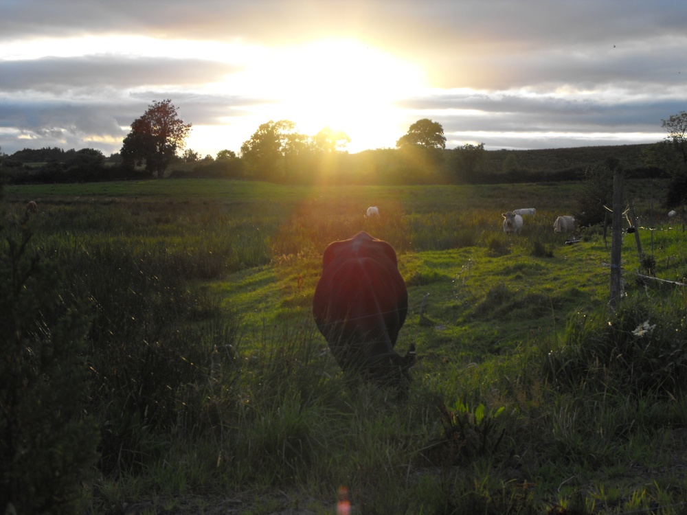 Irish cattle at sunset