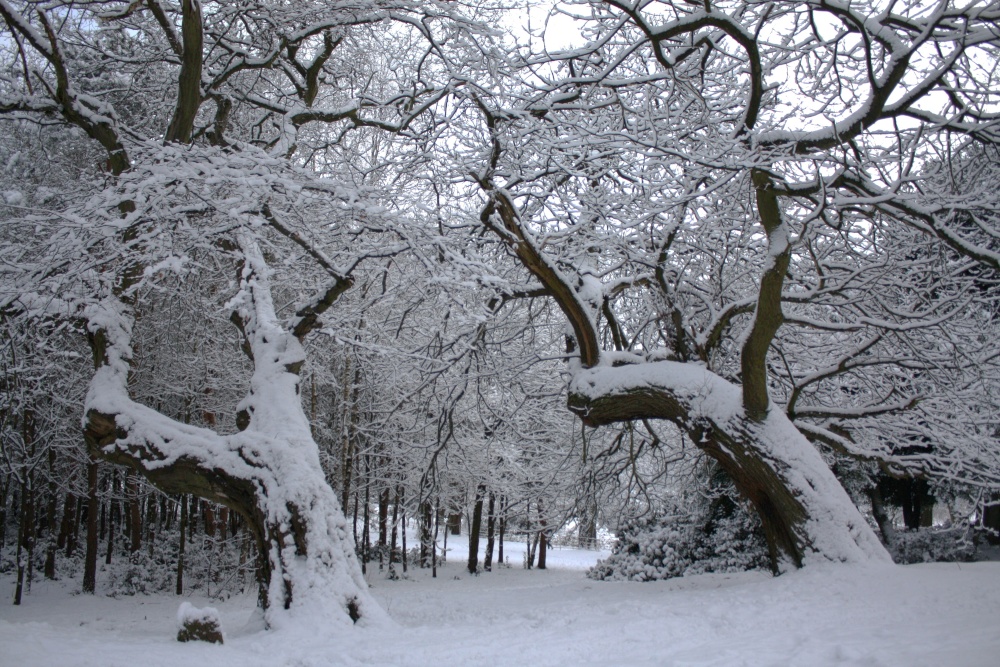 Grove Park, Harborne
