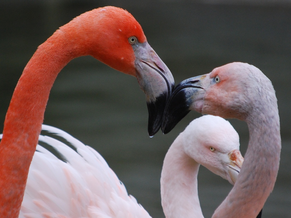 Flamingos photo by Stephanie Jackson
