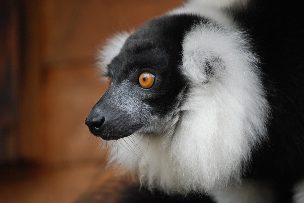 Lemur
