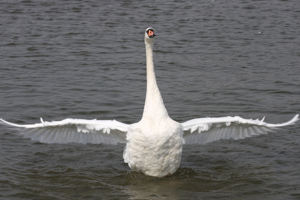 Swan at Oulton Broad