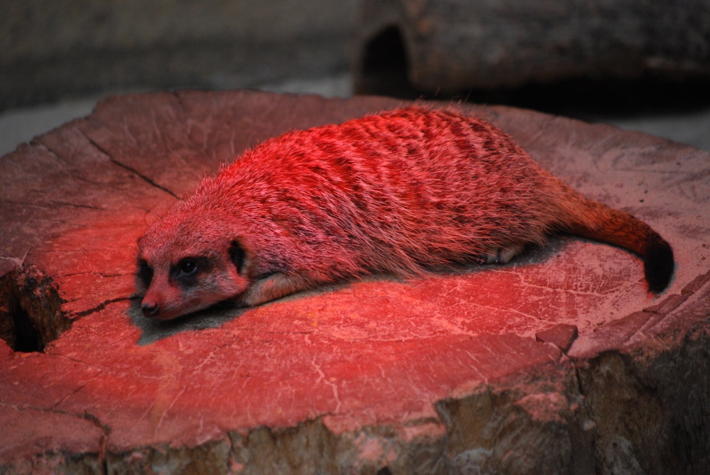 Getting that winter tan!