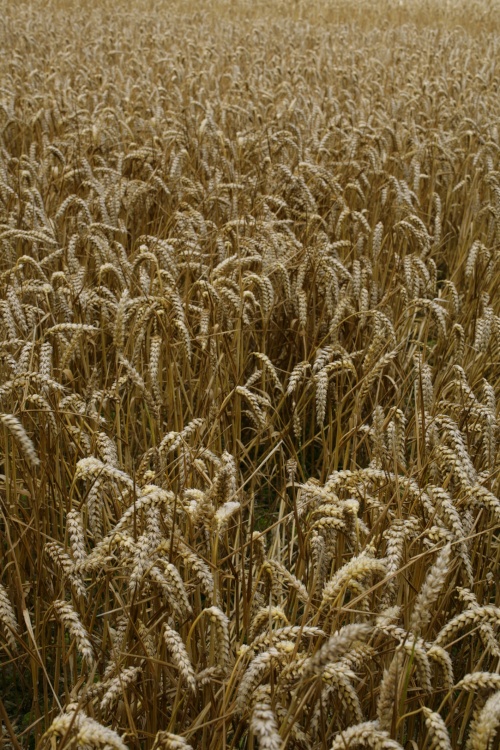Wheatfields