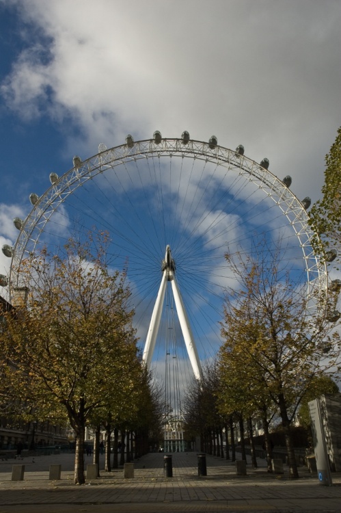 London Eye from Jubilee Gardens