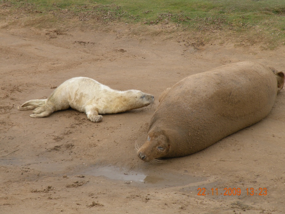 Seals on the beach