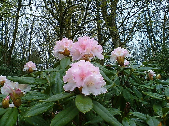 Rhododendron Hybrid 'Rosamundi' at Otterhead April 2005.