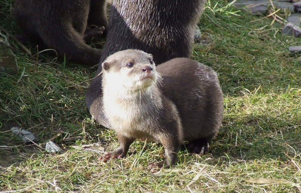 More otters