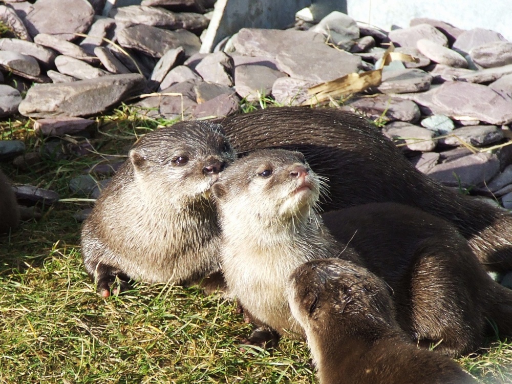 More otters