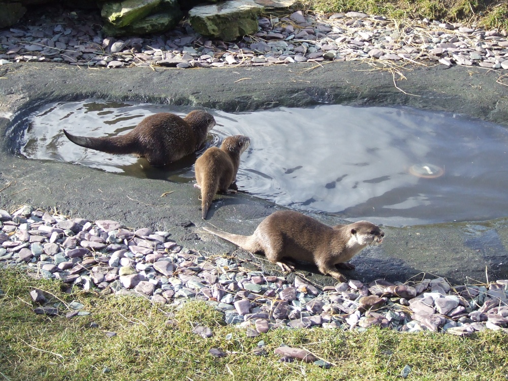 Otters again