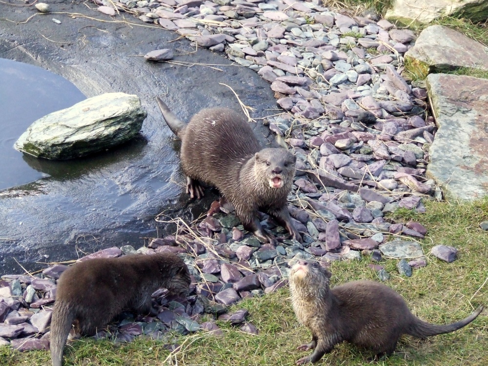 Otters again