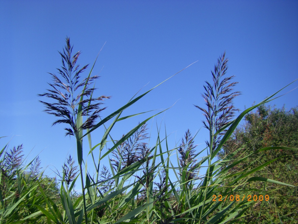 Dune Grasses
