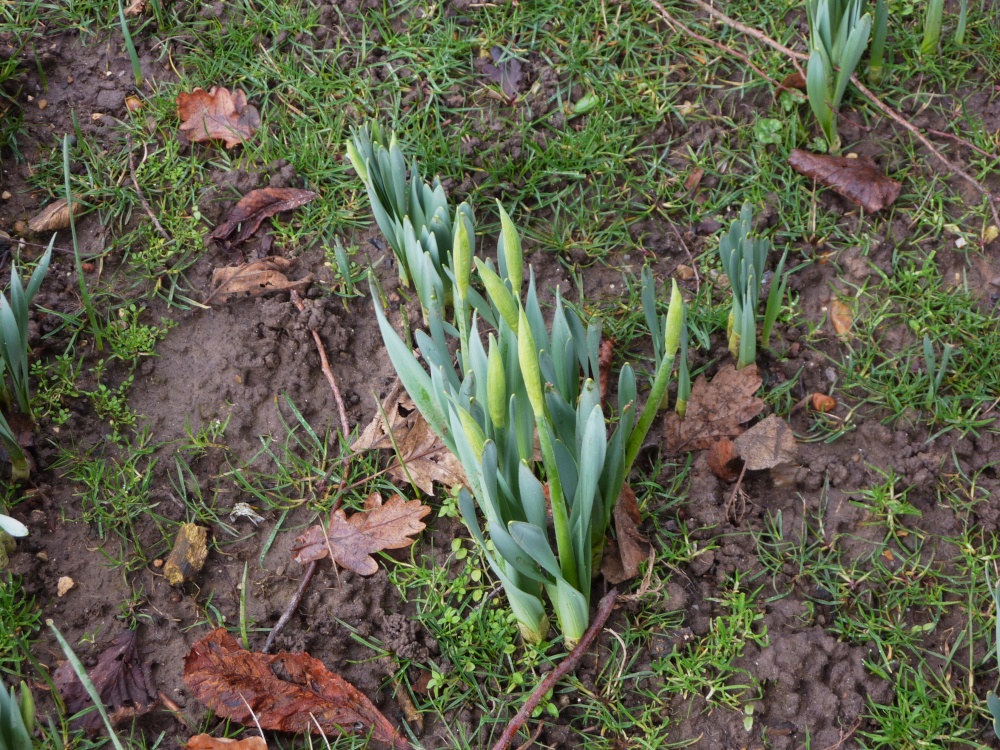 Budding up in the wood