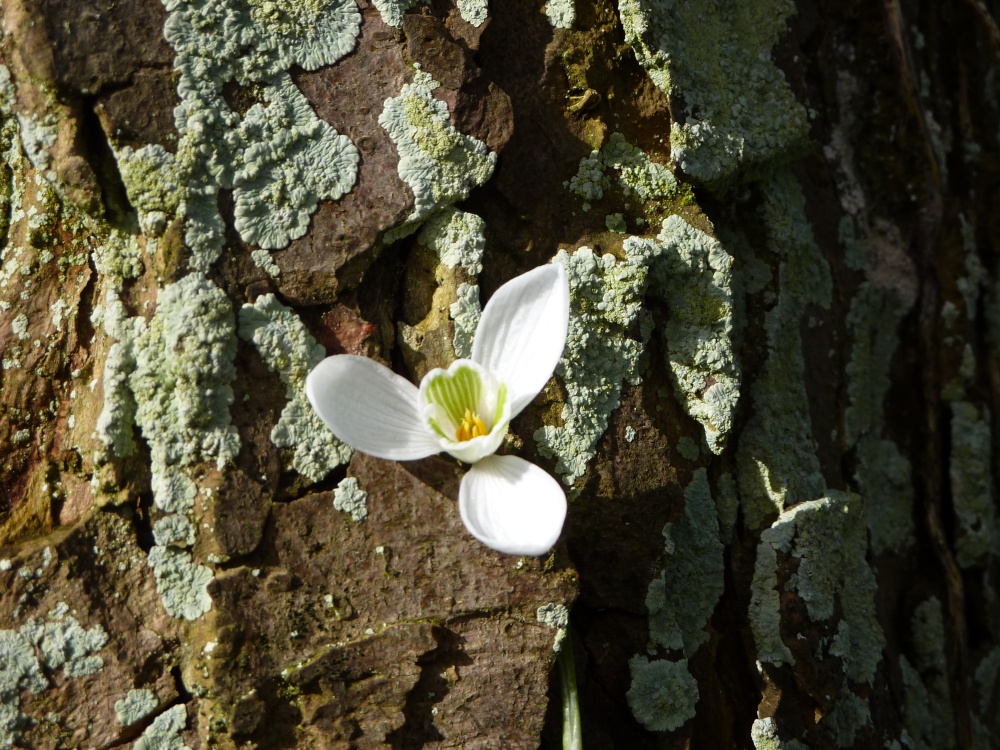 The inside of a Snowdrop