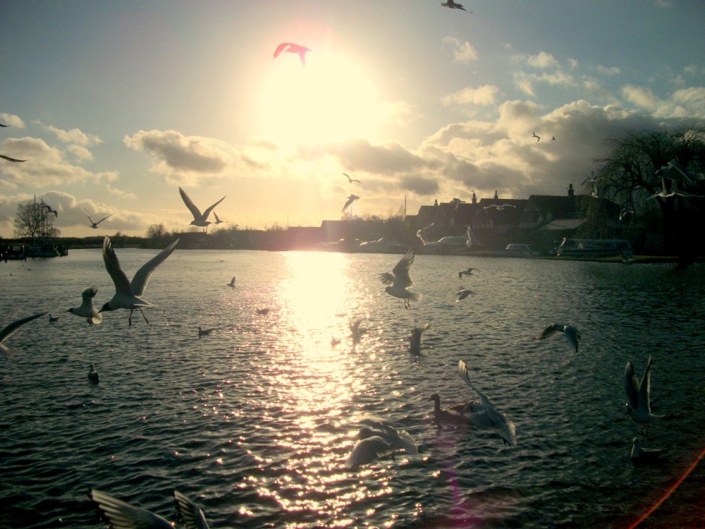 Feeding the seagulls