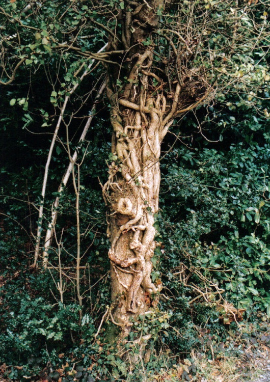 Is that an Elf on the tree?