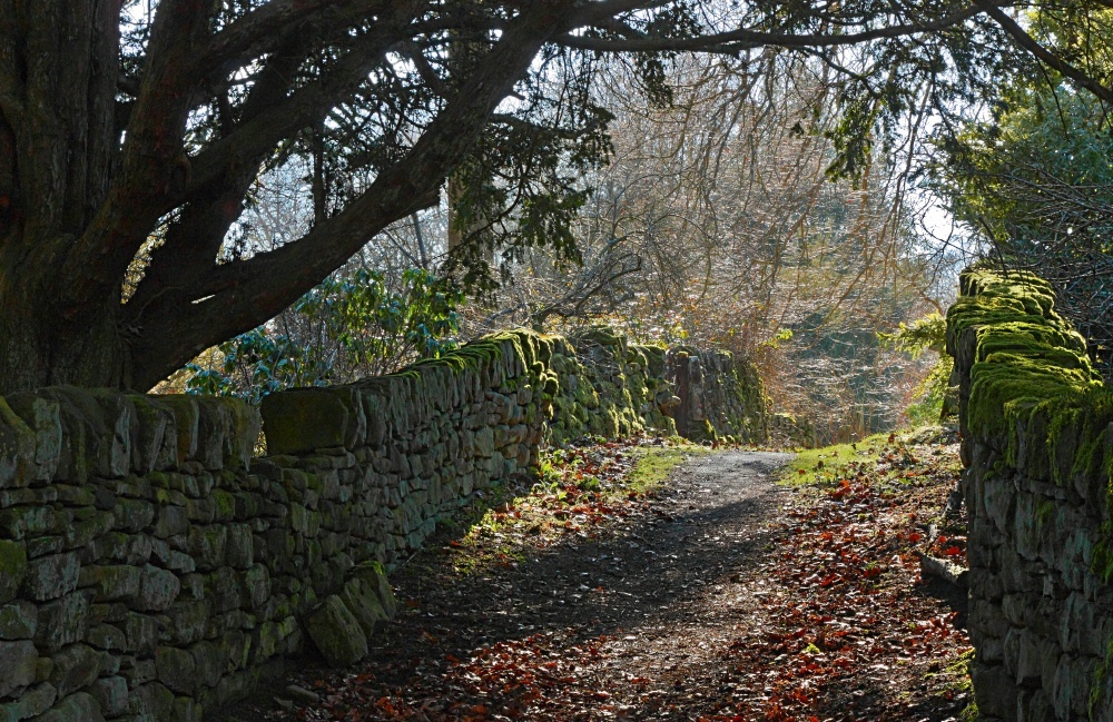 North Yorkshire Moors 2