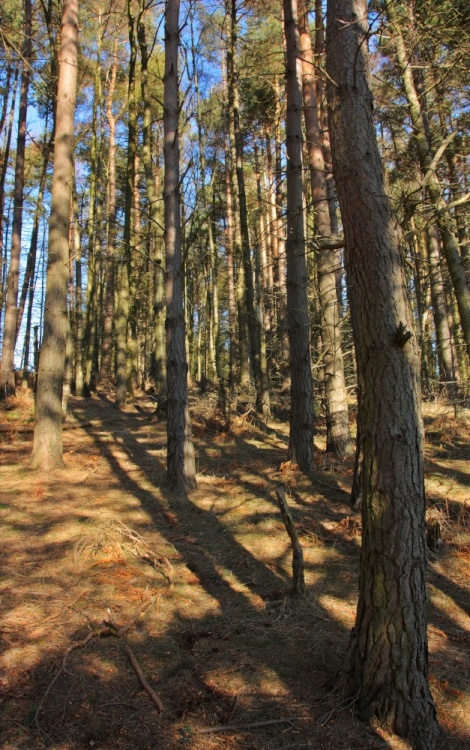 North Yorkshire Moors 4