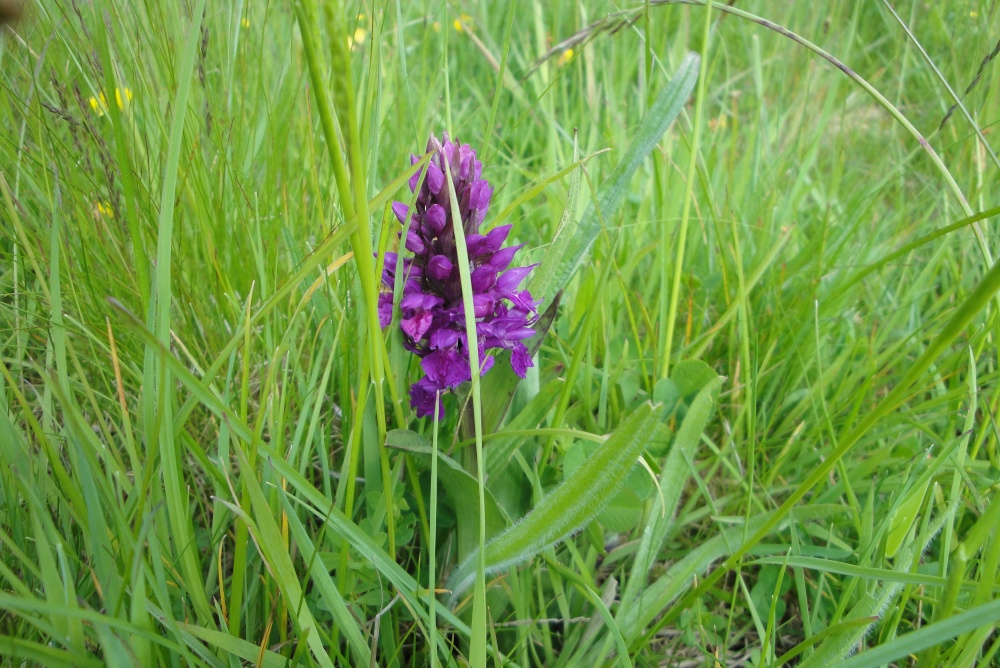 A wild orchid just off the road