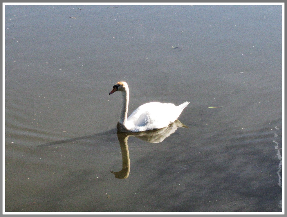A lone swan