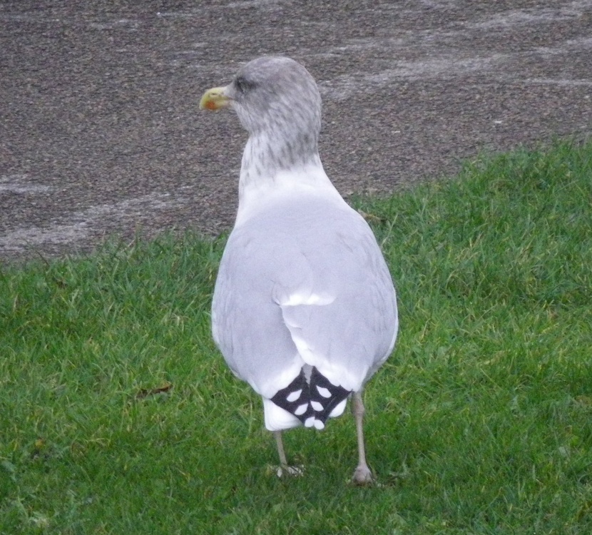 Common Gull
