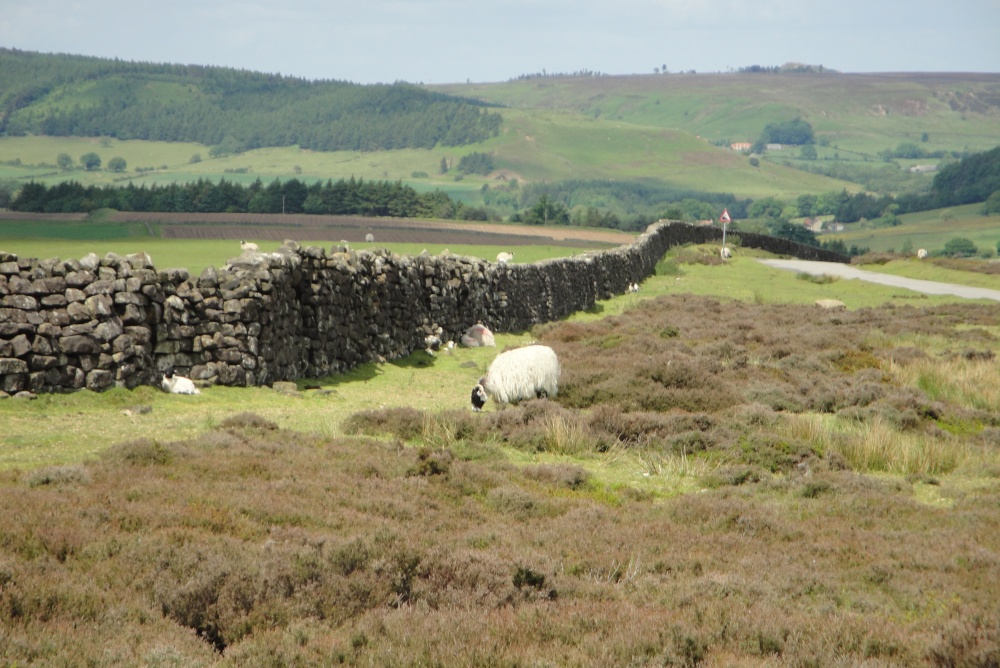 On the Moors 2