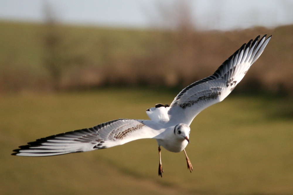 Juvenile Black Headed Gull